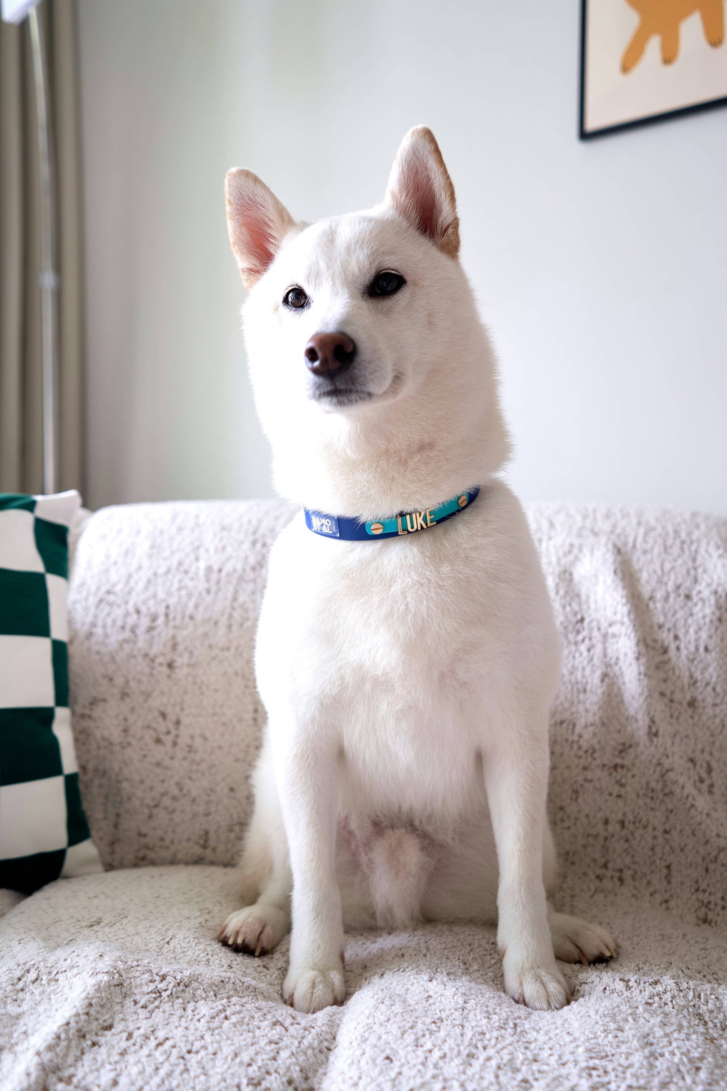 Classic Waterproof Collar (2nd Gen)