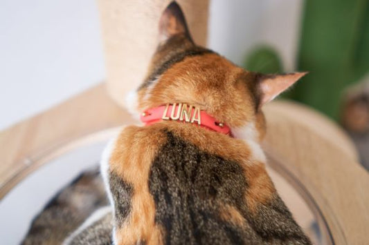 Introducing Your Cat to Collars and Apparel Comfortably