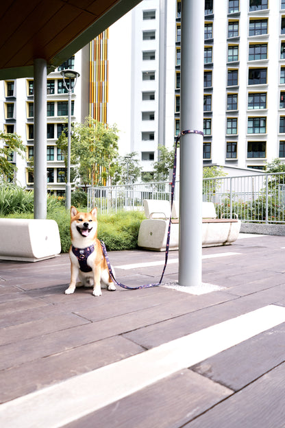 Adaptis Leash